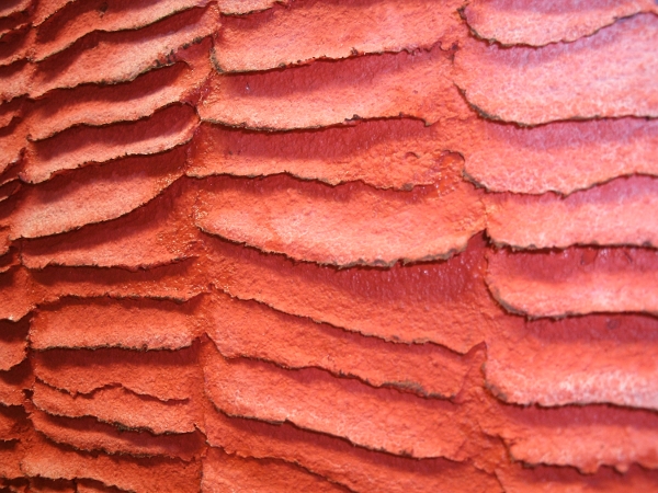 A pink, chestnut and brown painting. buy art poster